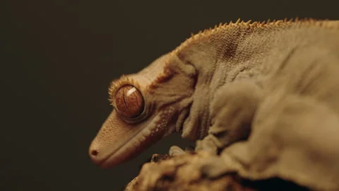 Chameleon / Lizard / Gecko face in 4K Ultra HD Stock Footage 261482716