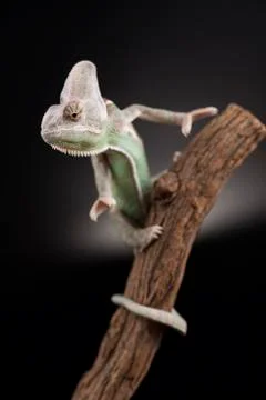 Chameleon lizard isolated on black background Free Stock Photos