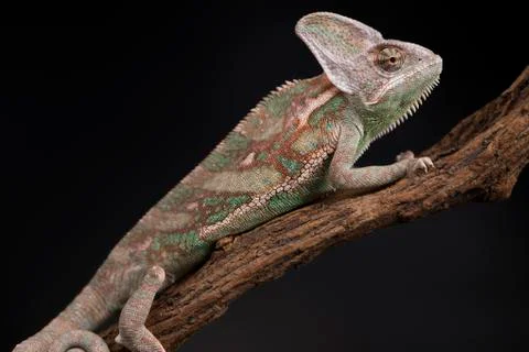 Chameleon lizard isolated on black background Free Stock Photos
