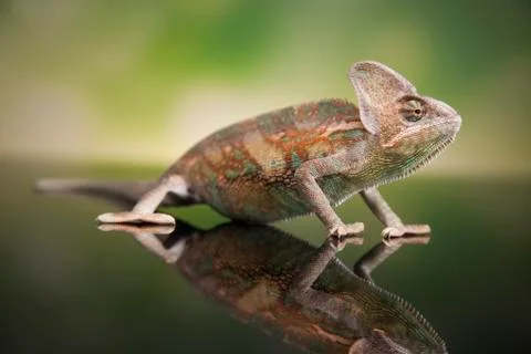 Chameleon lizard isolated on green background Free Stock Photos