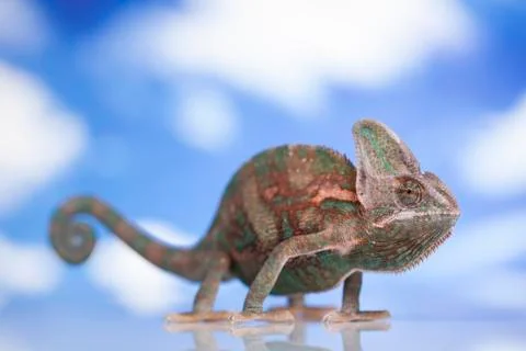 Chameleon lizard isolated on sky background Free Stock Photos