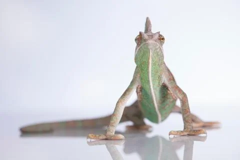 Chameleon lizard isolated on white background Free Stock Photos