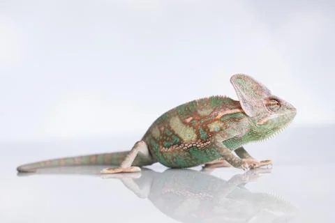 Chameleon lizard isolated on white background Free Stock Photos