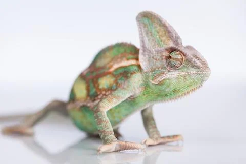Chameleon lizard isolated on white background Free Stock Photos