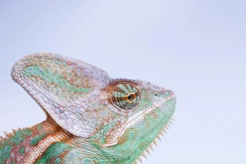 Chameleon lizard isolated on white background Free Stock Photos
