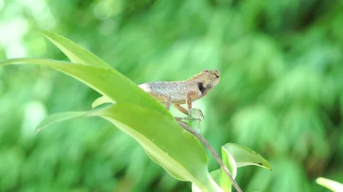 Chameleon lizard moving big eye while looking around and moving slowly Stock Footage 97313057
