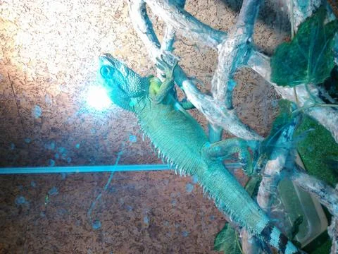 Chameleon lizard Stock Photos