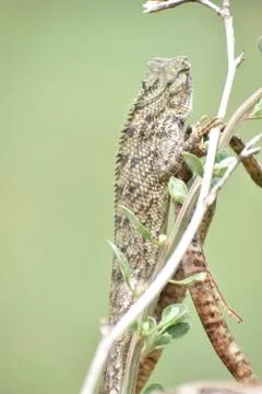 Chameleon lizard picture Stock Photos