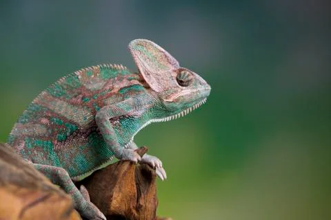 Chameleon, lizard sits at the root Free Stock Photos