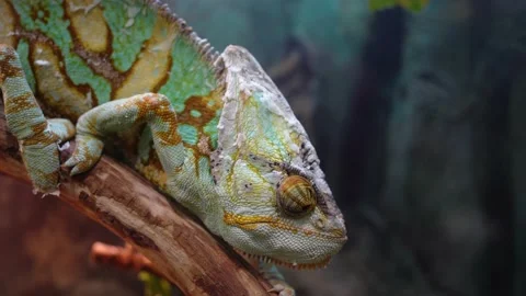Chameleon lizard sitting on a branch Stock Footage 163883148