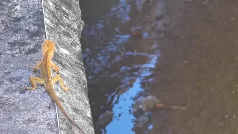 Chameleon lizard sitting by river canal with garbage pollution Thailand. Stock Footage 328074401