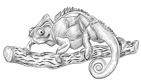 Chameleon lizard sitting on tree, side view Stock Illustration