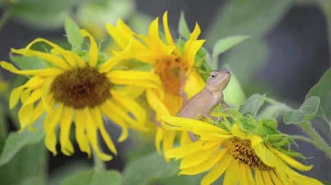 Chameleon lizard on the sunflower branches Stock Footage 26320463