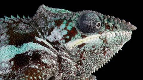 Chameleon Looking Around Macro Stock Footage 237508818