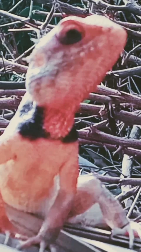 Chameleon looking at camera Stock Footage 172085169