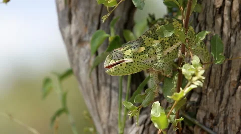 Chameleon looking out from a tree Vídeos de archivo 44493307