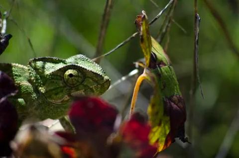 A chameleon looking at you Stock Photos