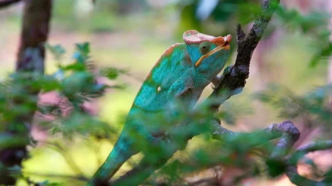 A chameleon lurks in wait for prey Stock Footage 242458857