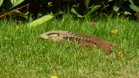 Chameleon lying on grass Stock Footage 57814877