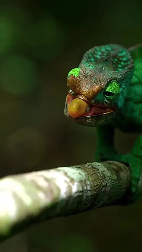 A chameleon lying quietly on the ground Stock Footage 318770988
