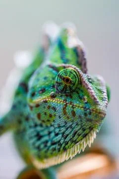 Chameleon Macro Stock Photos