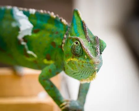 Chameleon Macro Stockfoto's