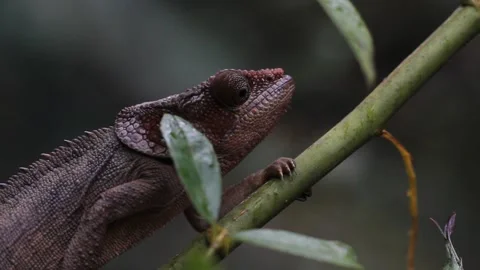 Chameleon in Madagascar Stock Footage 236067113