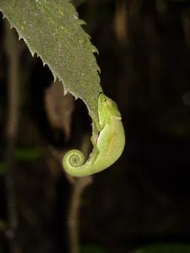 Chameleon Madagascar Stock Photos