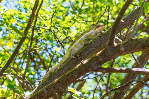 Chameleon in Madagascar Foto stock