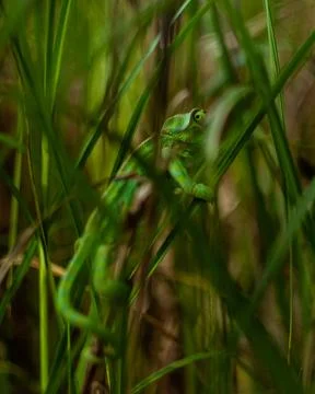 Chameleon making its way through thick grass blending with its surroundings Stock Photos