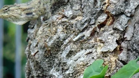 Chameleon on the move Stock Footage 201017595