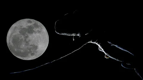 Chameleon in the night with a super moon Stock Footage 38917121