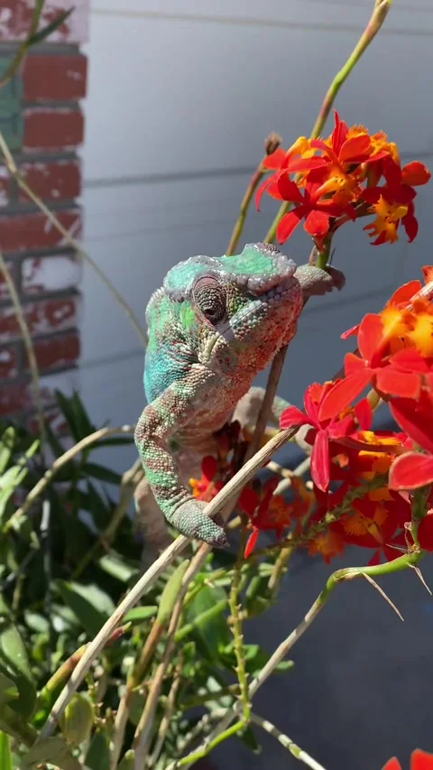 Chameleon with Orange Flowers Stock Footage 150411706