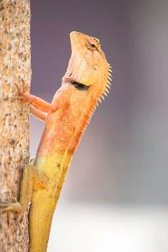 Chameleon orange on a tree Background blurred leaves. Stock Photos