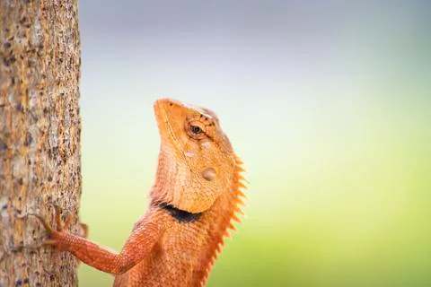 Chameleon orange on a tree Background blurred leaves. Stock Photos