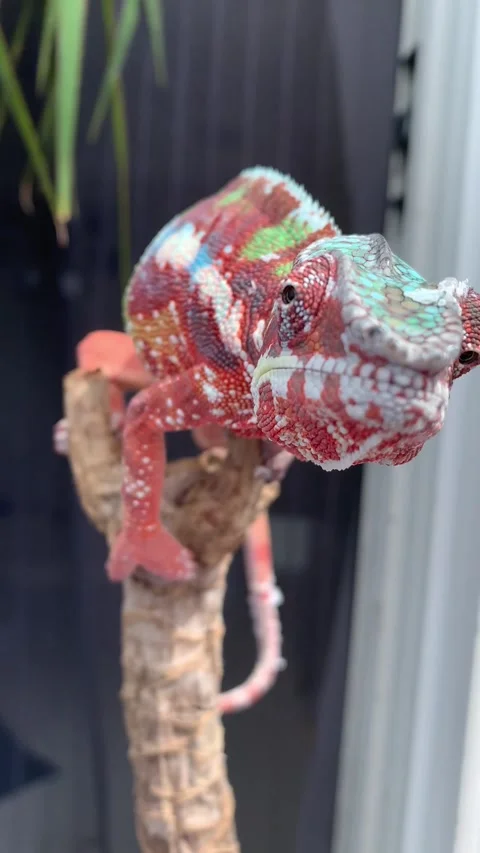 Chameleon Outside Video stock 150403555