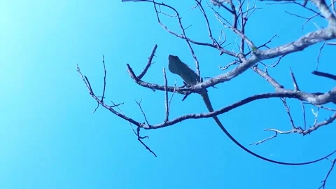 A chameleon perched on a dry tree branch Stock Footage 235114200
