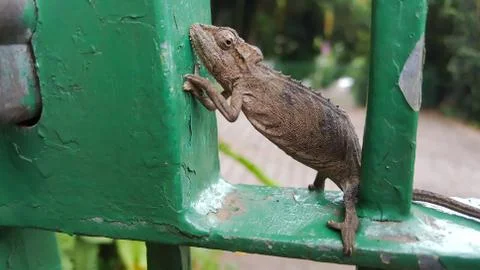 A chameleon perched on a gate. Stock Photos