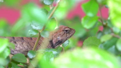 Chameleon perched on tree branches Stock Footage 129423703