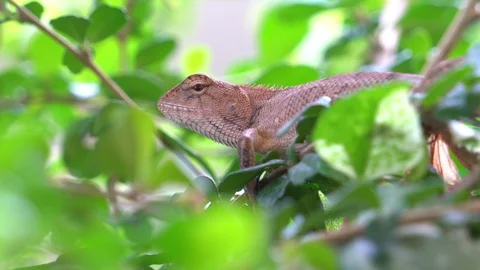 Chameleon perched on tree branches 库存影片 129423864