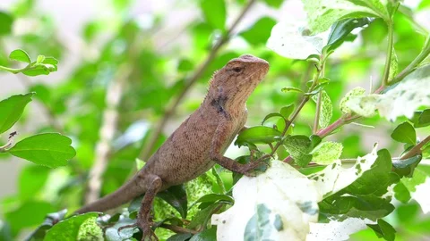 Chameleon perched on a tree in the house Stock Footage 129442656