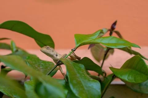 Chameleon perched on a tree with an orange background Stock Photos