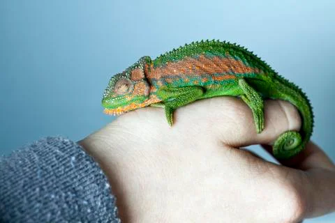 Chameleon Stock Photos