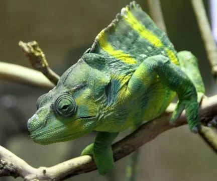 Chameleon Stock Photos