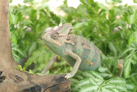 Chameleon Stock Photos