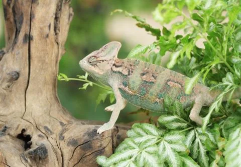 Chameleon Stock Photos