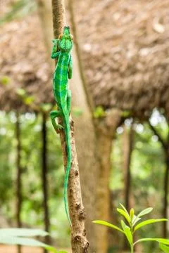 Chameleon Foto stock