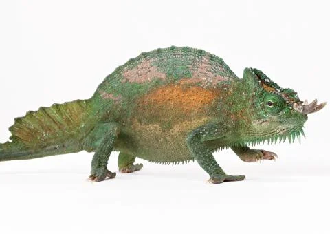 Chameleon Stock Photos