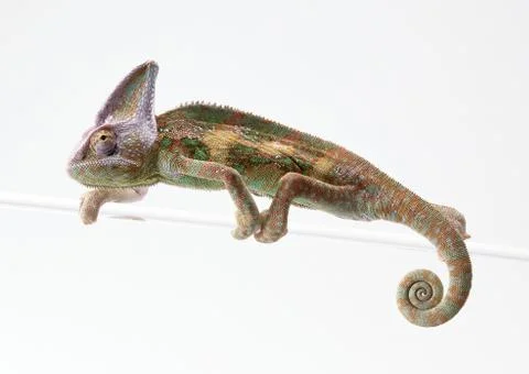 Chameleon Stock Photos