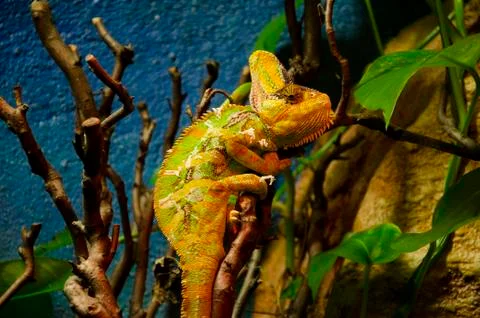 Chameleon Stock Photos